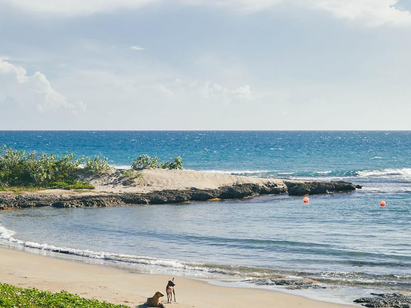 Steppa & Peeniewalli , South Coast  