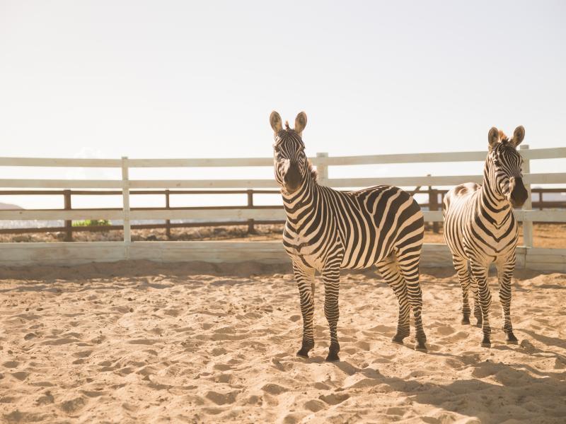 Aerial , Buck Island  