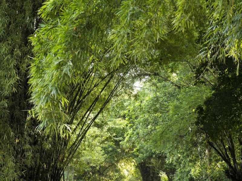 Country House at Good Hope , Montego Bay  