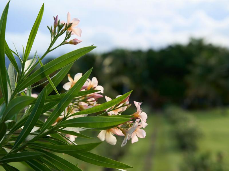 Mount Cinnamon , Grand Anse , St Georges  