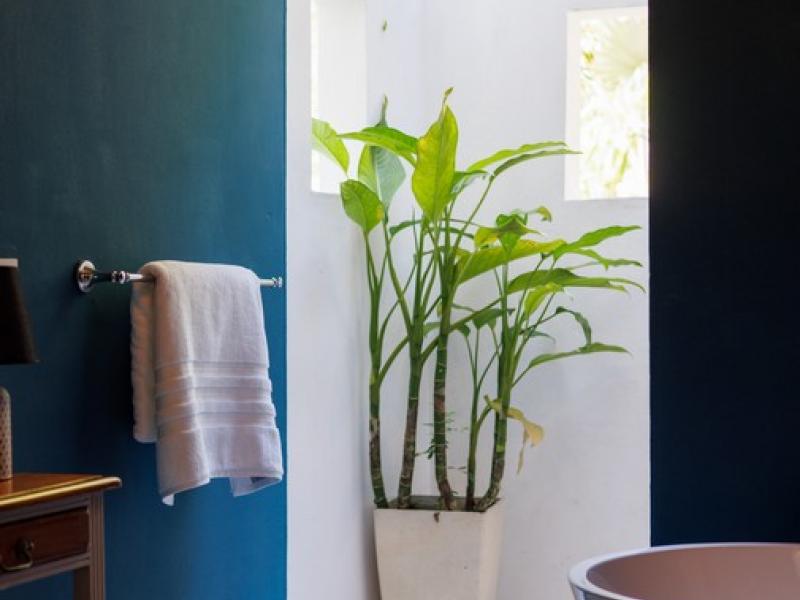 Nirvana. Tortola , Tortola  